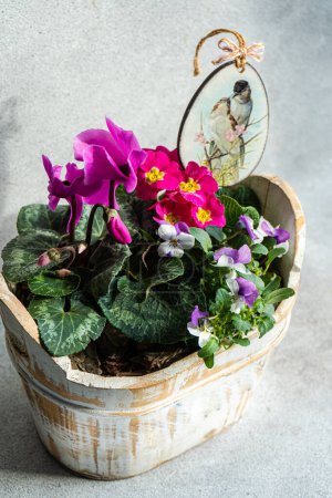 Photo for Spring floral composition with bright cyclamen flowers in the pot - Royalty Free Image