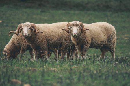 Téléchargez les photos : Herd of sheep in a field at the sunset - en image libre de droit