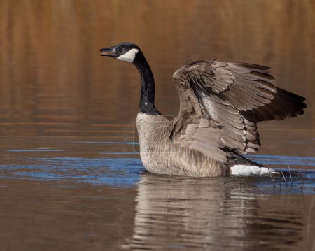 Téléchargez les photos : A Canada goose peforming a wing stretch and honking. - en image libre de droit