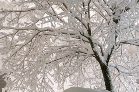 Téléchargez les photos : Trees covered with icy frost against the black night sky - en image libre de droit