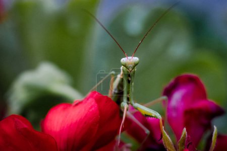 Photo for Praying Mantis on Red and Pink Geraniums - Royalty Free Image