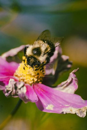 Foto de Bumble abeja en cosmos en jardín patio trasero - Imagen libre de derechos