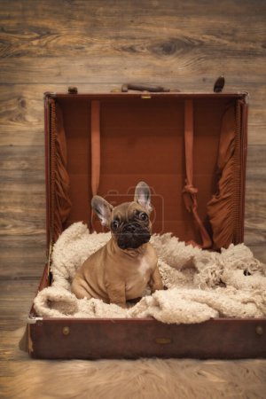Photo for Puppy French Bulldog photoshoot being cute in suitcase - Royalty Free Image