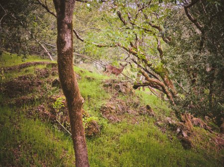 Foto de Deer on a rocky hillside in a mossy green forest with leafy trees - Imagen libre de derechos