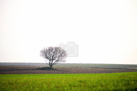 Téléchargez les photos : Leafless tree in the middle of a crop field - en image libre de droit