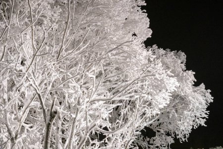 Foto de Árboles cubiertos de heladas heladas contra el cielo negro nocturno - Imagen libre de derechos