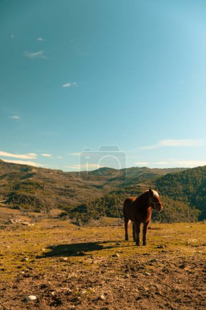 Téléchargez les photos : Cheval brun dans une prairie verte avec un beau ciel bleu en arrière-plan - en image libre de droit