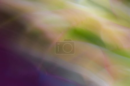 Téléchargez les photos : Gros plan de résumé Succulent - en image libre de droit