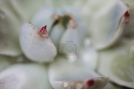 Téléchargez les photos : Vue rapprochée de succulentes - en image libre de droit