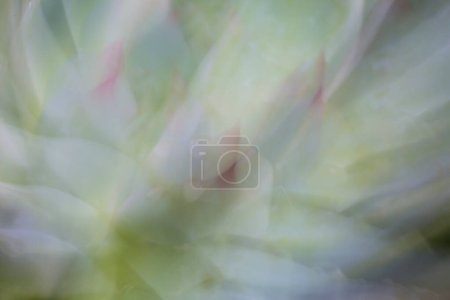 closeup of  abstract Succulent