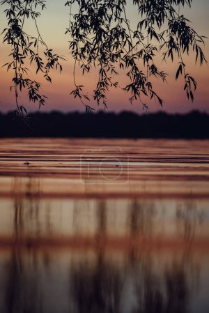 Téléchargez les photos : Branches de saule suspendues au-dessus de l'eau au coucher du soleil - en image libre de droit