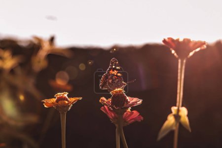 Téléchargez les photos : Papillon monarque atterrissant sur une fleur de zinnia - en image libre de droit