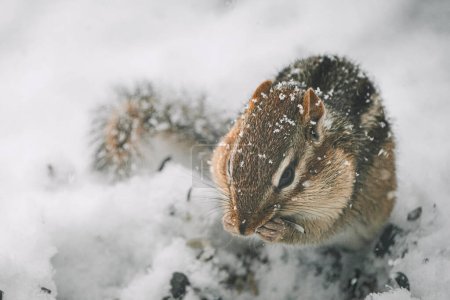 Photo for Chipmunk Eating Bird Sees In The Snow - Royalty Free Image