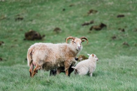 Photo for Sights of Iceland Roadtrip : Icelandic sheep - Royalty Free Image