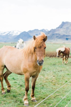 Photo for Sights of Iceland Roadtrip : Orange Horse - Royalty Free Image