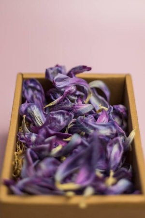 Téléchargez les photos : Pétales de tulipes séchées violettes en boîte - en image libre de droit