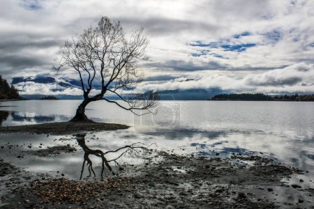 Photo for The famous Wanaka Tree reflecting in lake under blue sky and clouds. - Royalty Free Image