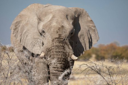 Foto de Elefante de cerca en el Parque Nacional Etosha - Imagen libre de derechos