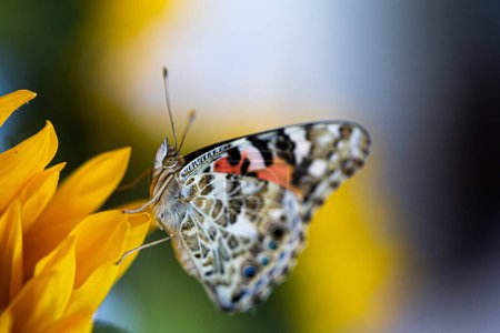 Close up side view of butterfly sitting on flower petal