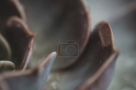 Photo for Close-up macro view of water droplet on succulent - Royalty Free Image