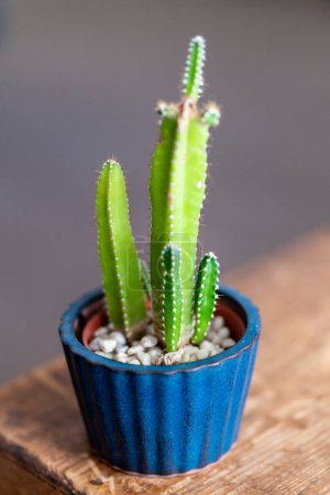Foto de Pequeña planta de casa de cactus en maceta en mesa de madera - Imagen libre de derechos