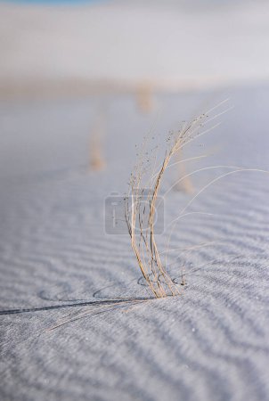 Photo for Grass pokes through sand, White Sands New Mexico - Royalty Free Image