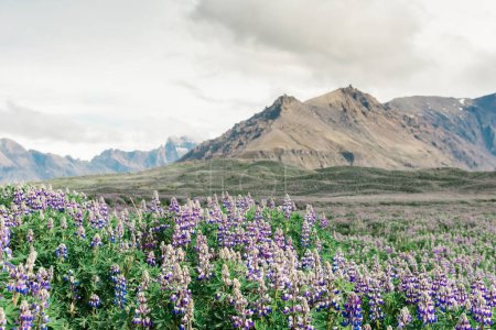 Téléchargez les photos : Lupin violet Fleurs sauvages et montagnes - en image libre de droit