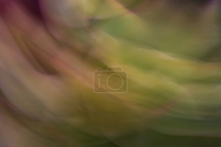 Téléchargez les photos : Gros plan de résumé Succulent - en image libre de droit