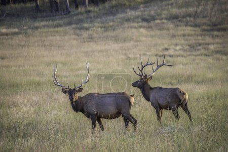 Photo for Elks grazing in field - Royalty Free Image