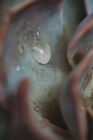 Téléchargez les photos : Gros plan macro vue de gouttelettes d'eau sur succulente - en image libre de droit