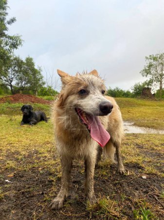 Happy dogs playing in the mud