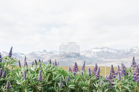 Téléchargez les photos : Curiosités en Islande : Lupines et fleurs sauvages - en image libre de droit