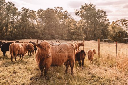 Photo for Highlander cows at pasture in Ohio - Royalty Free Image