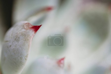 Téléchargez les photos : Vue rapprochée de pétales succulents - en image libre de droit