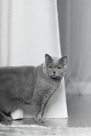 Foto de A thoroughbred British cat sits on the floor and looks ahead. Shorthair British woman in the interior. Surprised gray cat sits on the carpet - Imagen libre de derechos