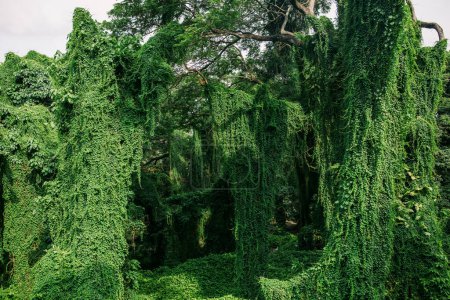 Foto de Árboles y vegetación en Parque Forestal en La Habana Cuba - Imagen libre de derechos