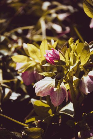 Téléchargez les photos : Belles fleurs roses fleuries dans le lit de fleurs de printemps - en image libre de droit