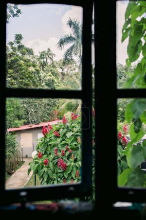 Foto de Mirando por la ventana a las palmeras y flores rosadas en Vinales Cuba - Imagen libre de derechos