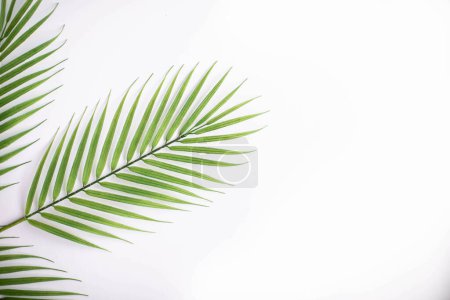 Photo for Crisp and clean palm tree leaf flat lay stock photo - Royalty Free Image