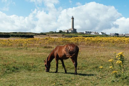 Téléchargez les photos : Le cheval brun broute sur la prairie verte de l'île de Batz. Vue contre le phare - en image libre de droit