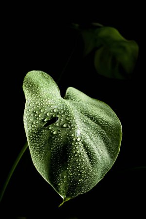 Foto de Primer plano de hojas de planta monstera con gotas de rocío - Imagen libre de derechos