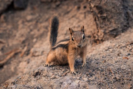 Photo for Close up of small chipmunk on a dirt hill at Yellowstone - Royalty Free Image
