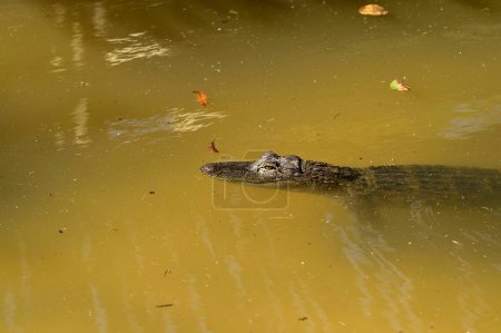Téléchargez les photos : Gros plan de Alligator nageant dans la rivière tthe - en image libre de droit