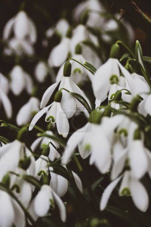 Téléchargez les photos : Gouttes de neige blanches fleuries dans le jardin de grand-mère - en image libre de droit