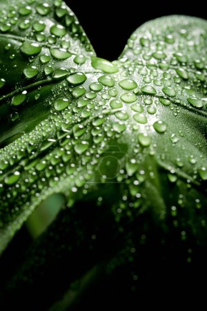 Close-up of a monstera leaf with dew drops