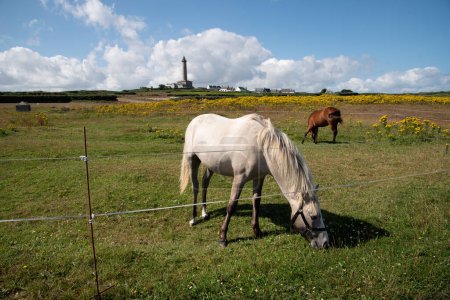 Téléchargez les photos : Des chevaux blancs et bruns paissent sur la prairie verte de l'île de Batz. Vue contre le phare - en image libre de droit