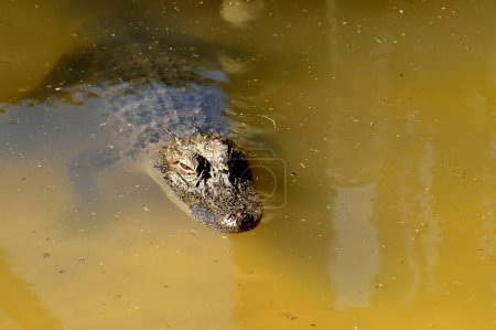 Téléchargez les photos : Alligator nageant dans la rivière - en image libre de droit