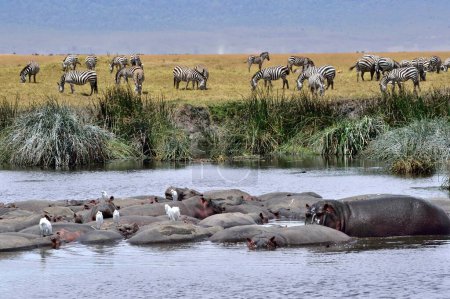 Téléchargez les photos : Hippopotames et zèbres sur la savane - en image libre de droit