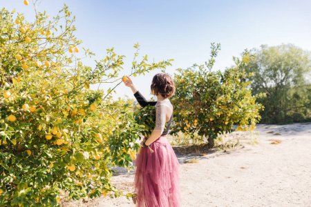 Téléchargez les photos : Femme élégante en jupe tule stratifiée cueillette à partir d'un citronnier - en image libre de droit