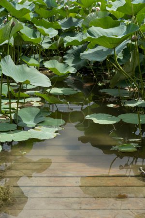 Foto de Puente bajo el agua con hojas de loto - Imagen libre de derechos